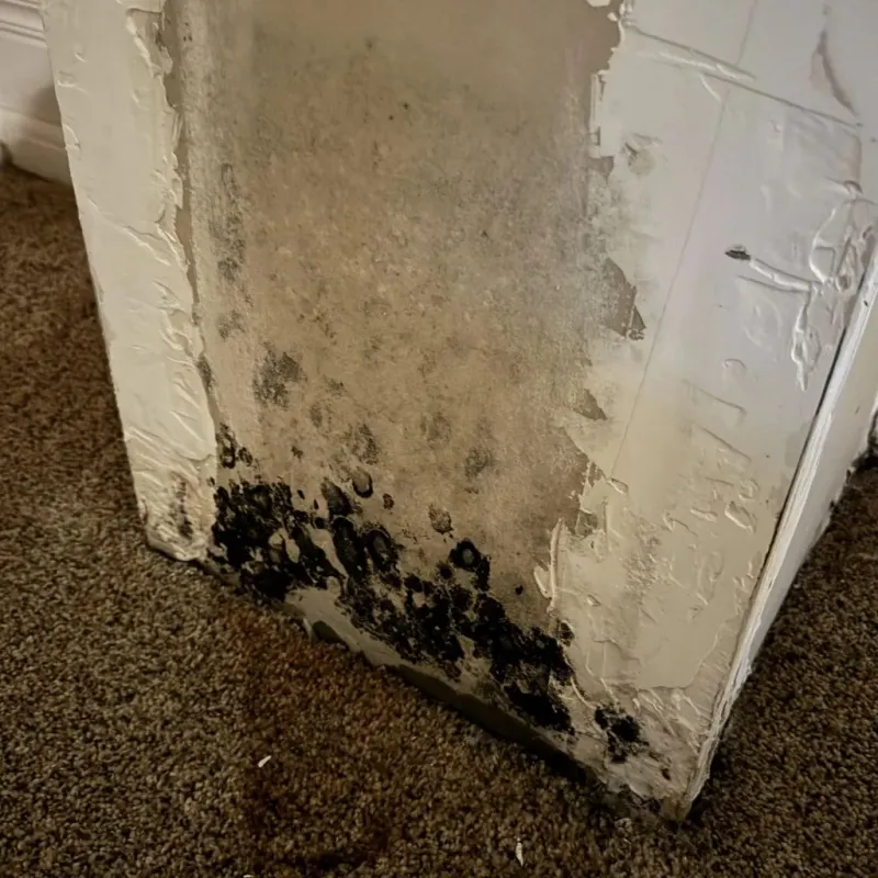 Professional Mold Removal in Plant City, FL